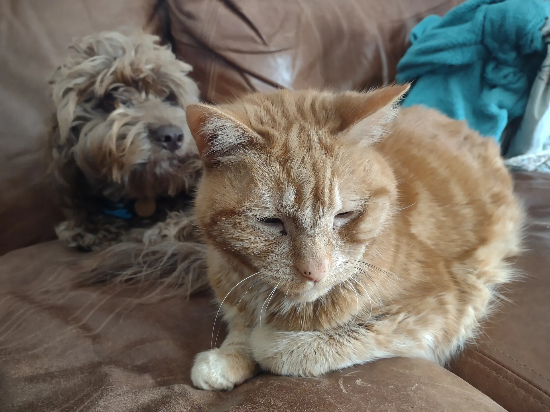 Oscar, a ginger cat, sitting contentedly on a brown leather sofa, with Arthur, a shaggy brown dog, behind him