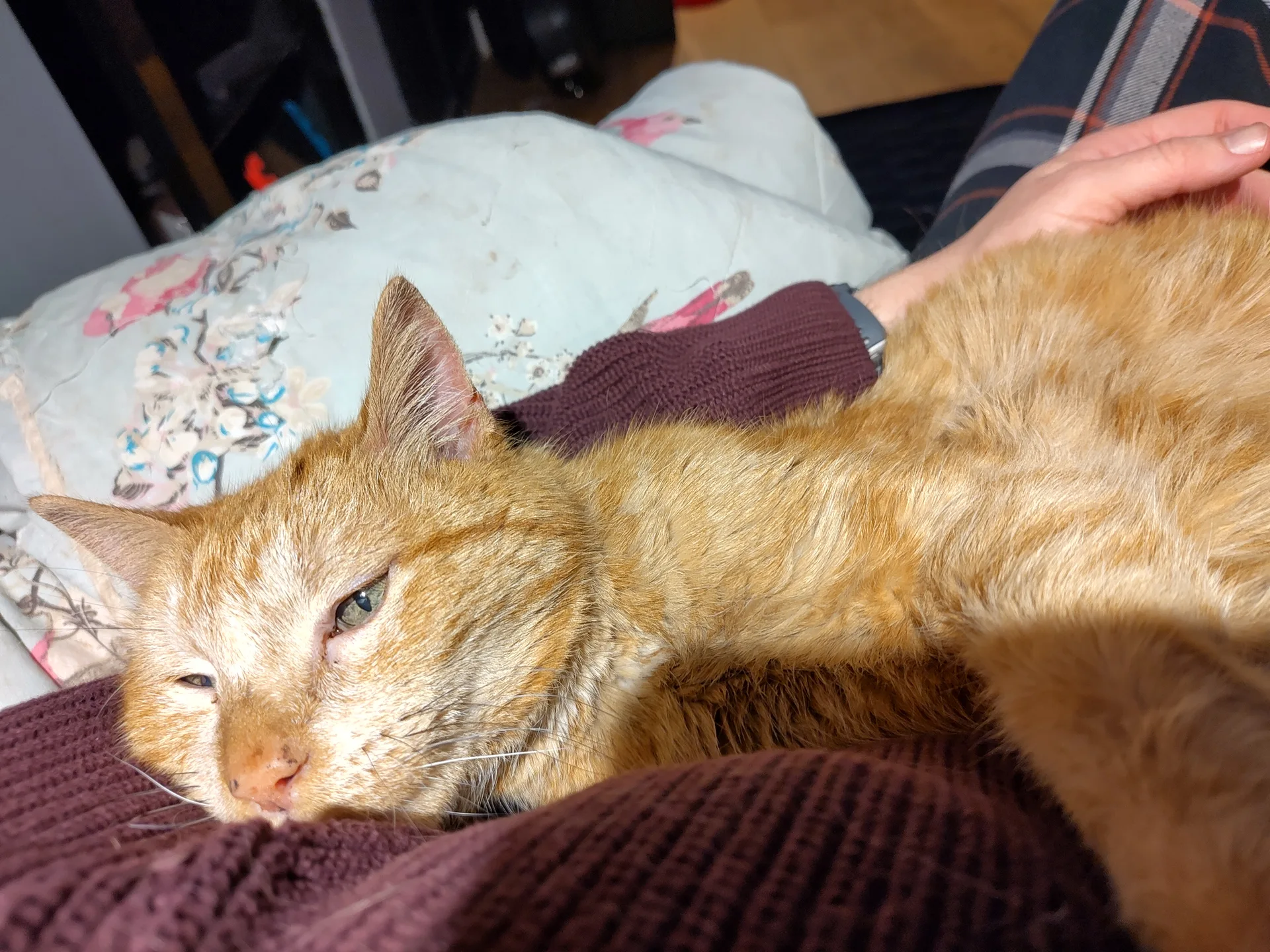 Oscar peacefully resting on my arm