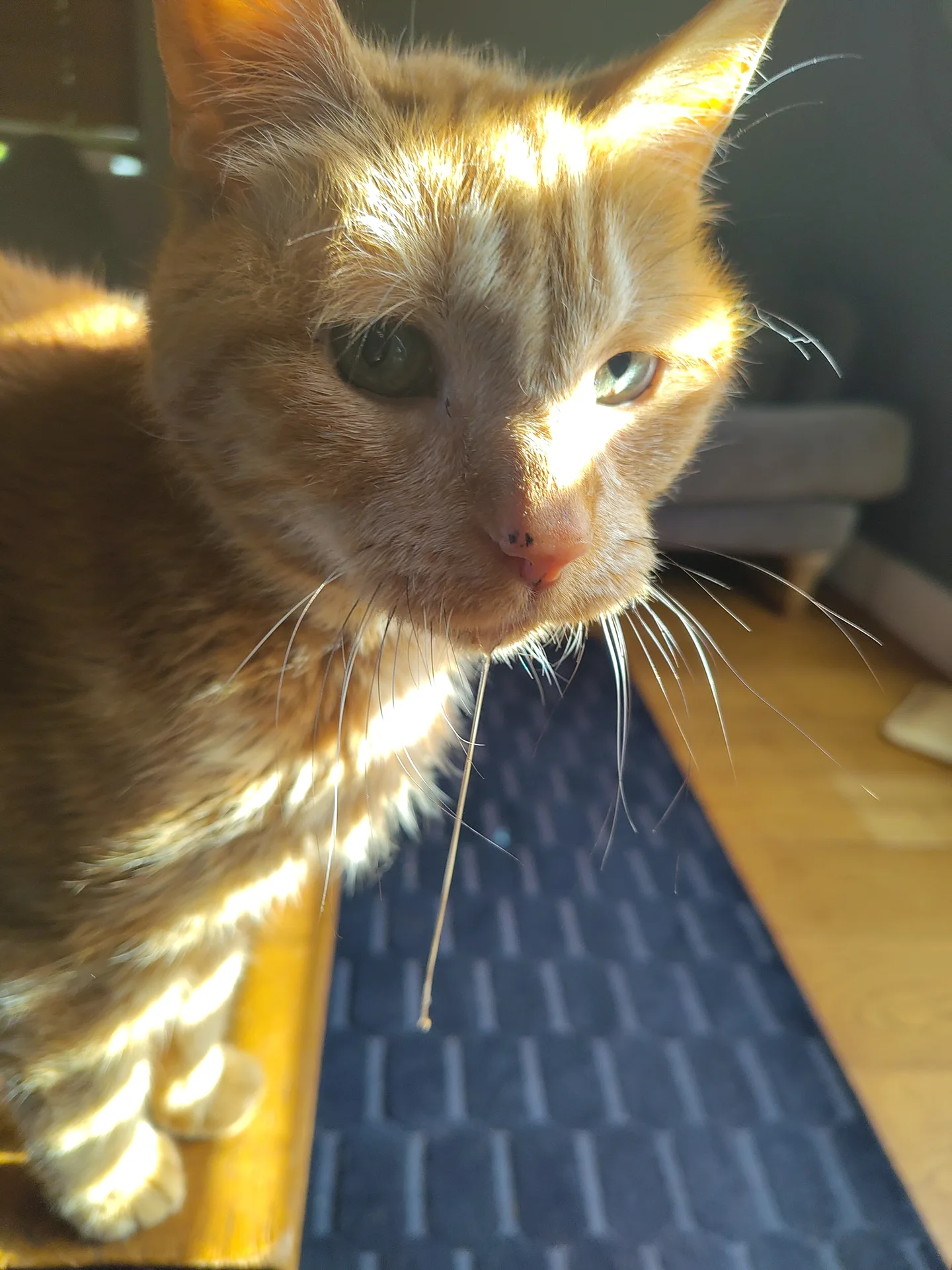 Oscar drooling in the sun