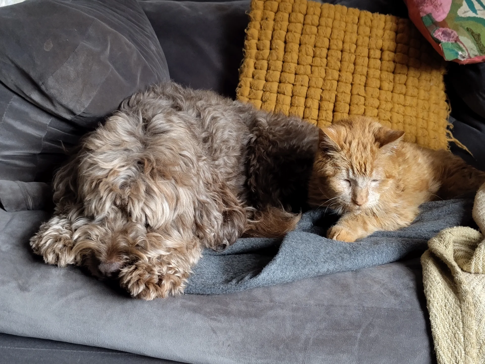 Oscar and Arthur snoozing on the sofa