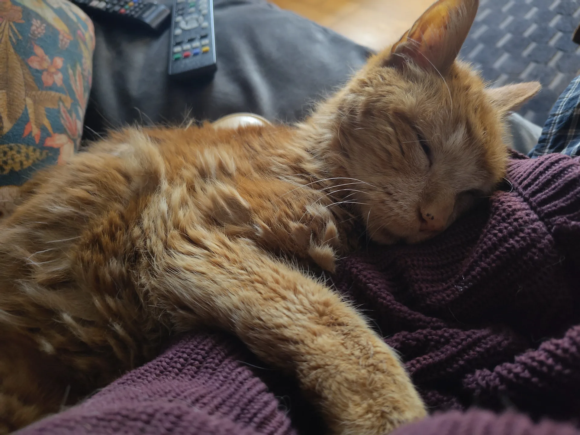 Oscar cuddling my arm